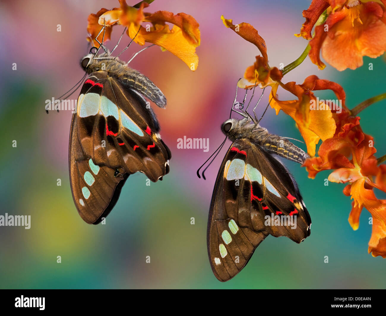 Coppia di comune Bluebottle farfalle Foto Stock