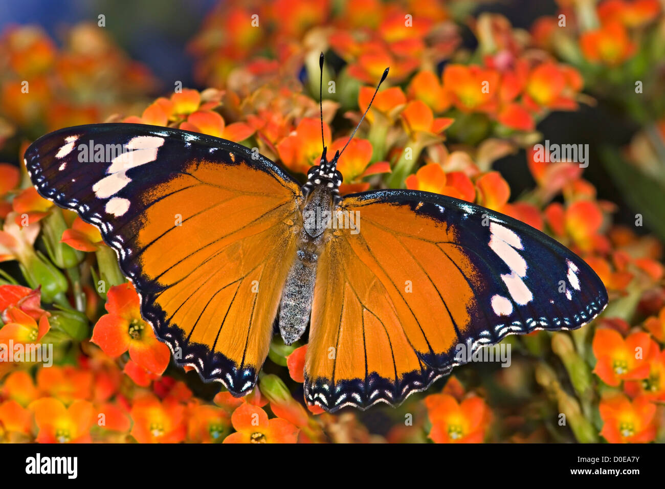 Danaid Eggfly Foto Stock