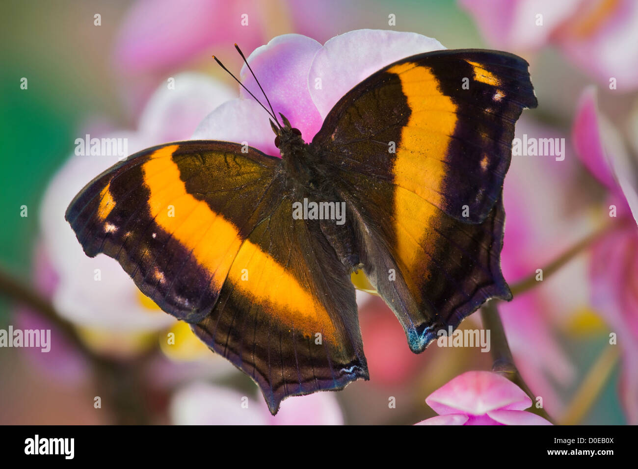 Australian Lurcher Butterfly Foto Stock