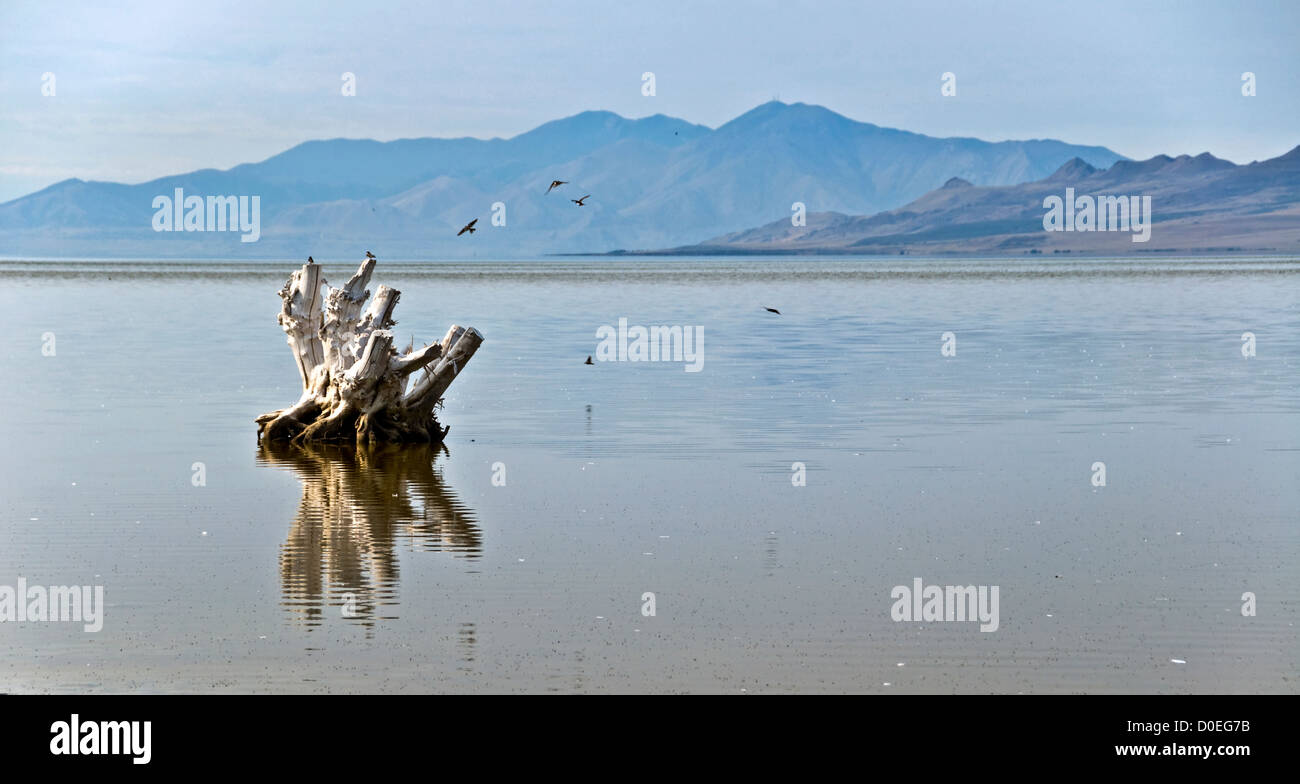 Vista sul grande lago di sale sulla strada di Antelope Island State Park - Utah, Stati Uniti d'America Foto Stock