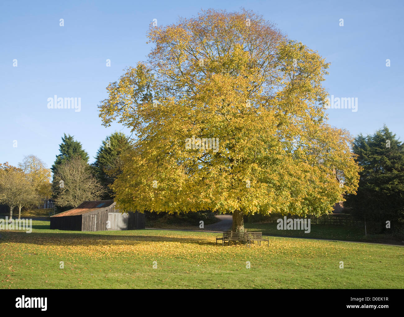 Grande tiglio in autunno sulla foglia verde villaggio Westleton, Suffolk, Inghilterra Foto Stock