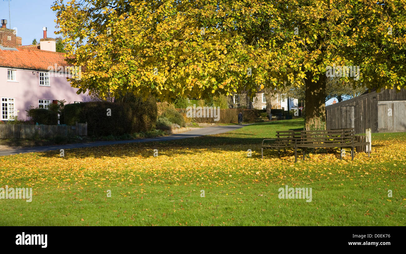 Grande tiglio in autunno sulla foglia verde villaggio Westleton, Suffolk, Inghilterra Foto Stock