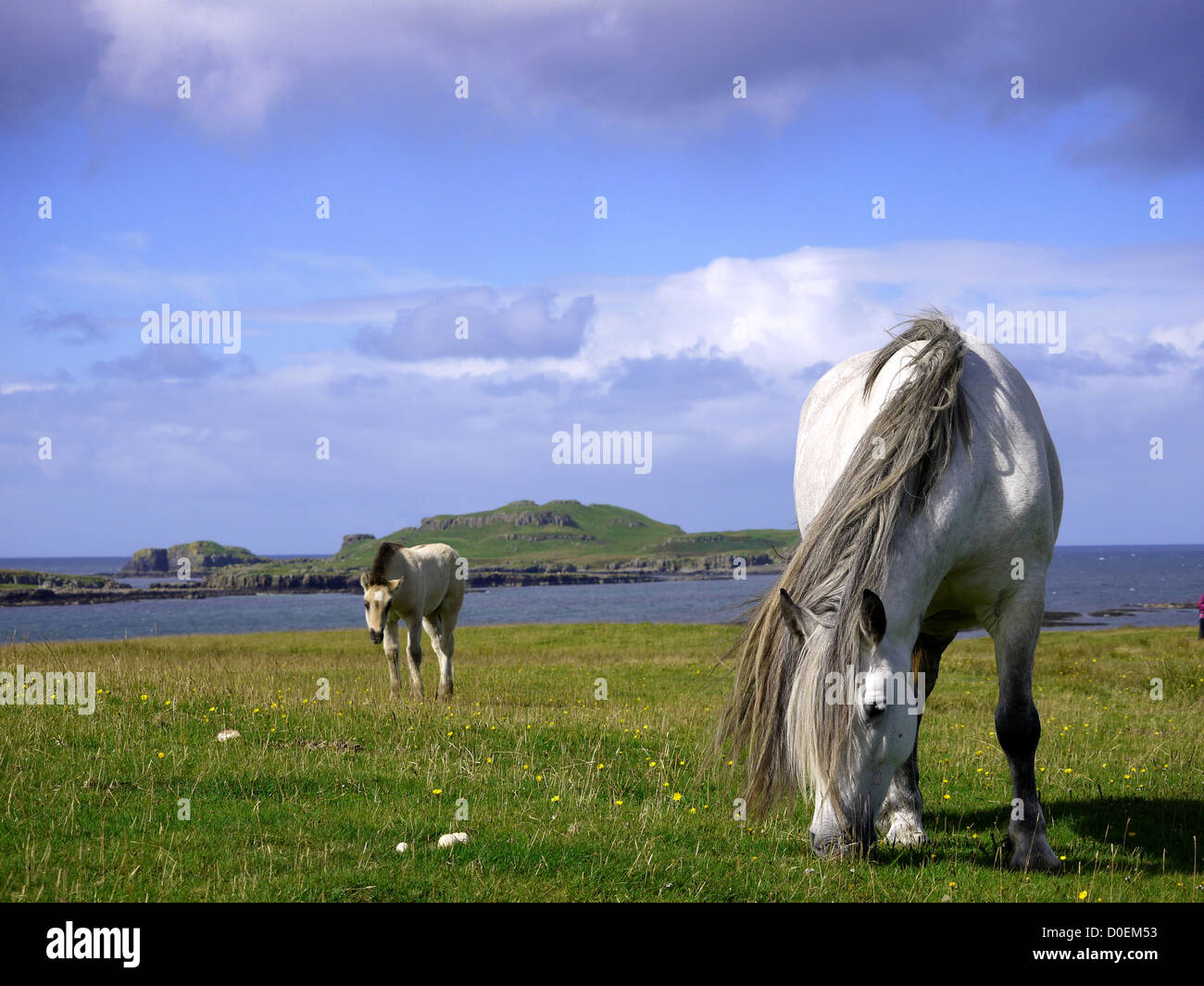 Stallone e il puledro a pasticciare con l'isola di cavalli in background Foto Stock
