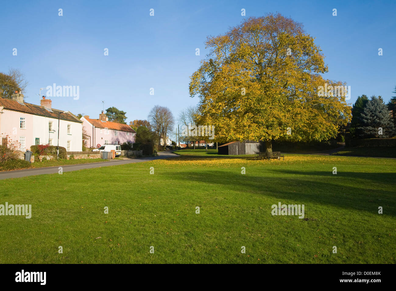 Grande tiglio in autunno sulla foglia verde villaggio Westleton, Suffolk, Inghilterra Foto Stock