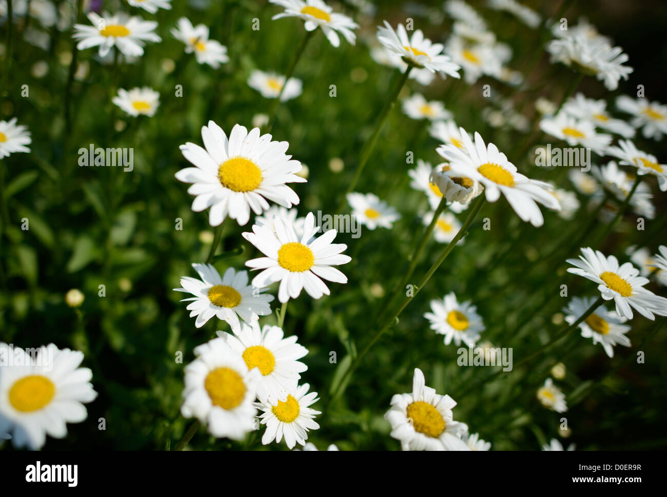 ARLINGTON, Virginia, Stati Uniti - il Bon Air Rose Garden espone una collezione diversificata di rose in un parco pubblico paesaggistico. Il giardino presenta sentieri pavimentati che consentono ai visitatori di vedere i vari esemplari di rose e le esposizioni. Situato nella contea di Arlington, questo giardino pubblico funge sia da vetrina orticola che da spazio per riunioni comunali. Foto Stock