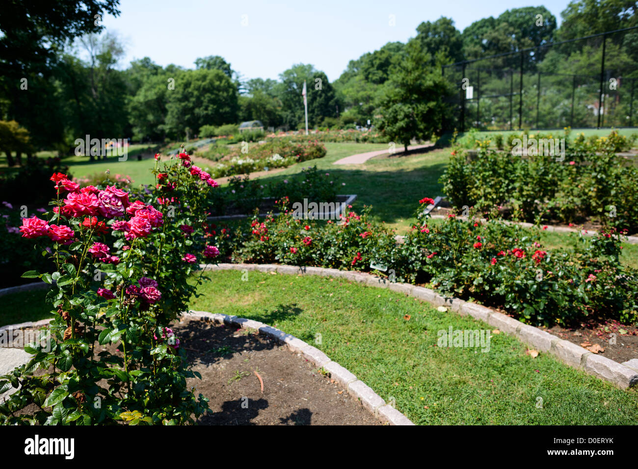 ARLINGTON, Virginia, Stati Uniti - il Bon Air Rose Garden espone una collezione diversificata di rose in un parco pubblico paesaggistico. Il giardino presenta sentieri pavimentati che consentono ai visitatori di vedere i vari esemplari di rose e le esposizioni. Situato nella contea di Arlington, questo giardino pubblico funge sia da vetrina orticola che da spazio per riunioni comunali. Foto Stock