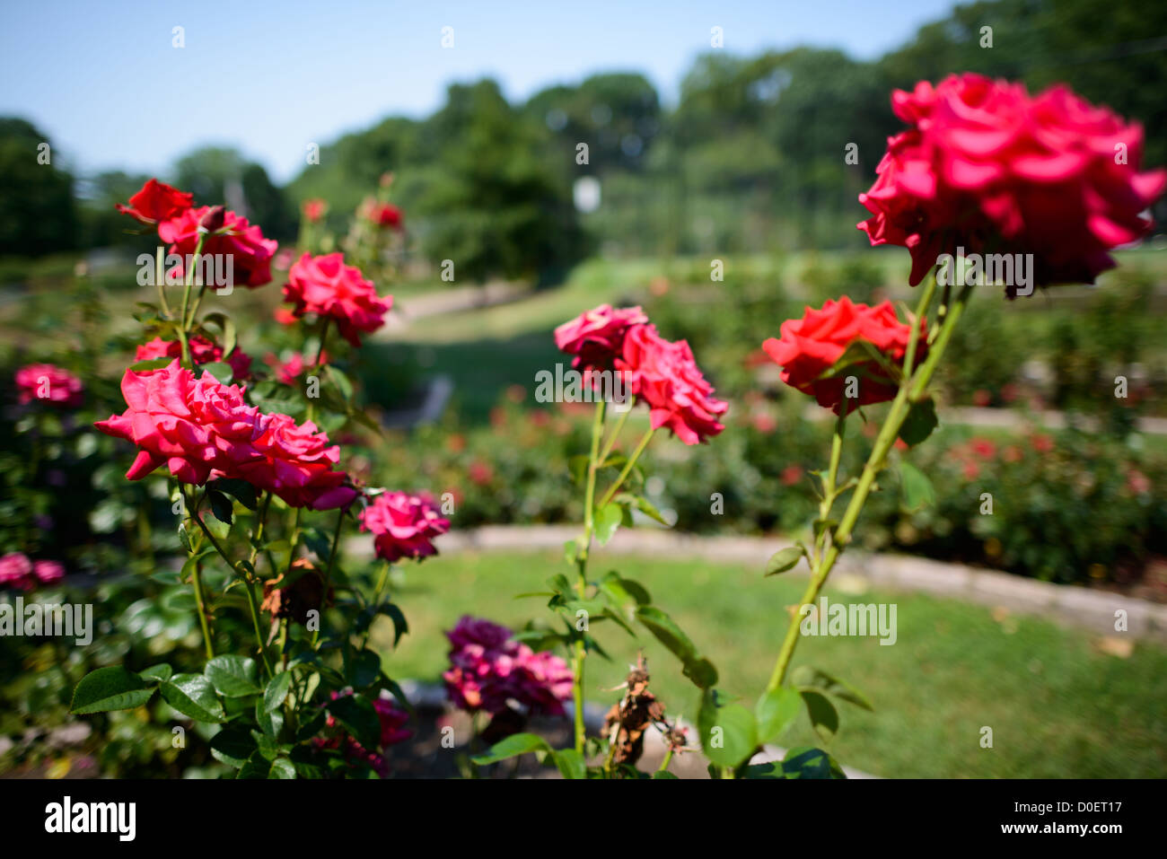 ARLINGTON, Virginia, Stati Uniti: Il Bon Air Rose Garden di Arlington, un giardino tranquillo e splendidamente paesaggistico con un'ampia varietà di rose. I visitatori passeggiano lungo i sentieri, ammirando i fiori vivaci e i profumi profumati. Il giardino offre un rifugio tranquillo e un luogo popolare per la fotografia e il relax. Foto Stock