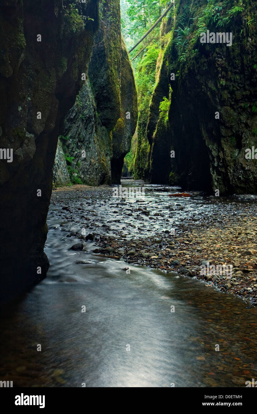 Oneonta Gorge è un lussureggiante canyon slot nelle foreste pluviali temperate della Columbia River Gorge in oregon Foto Stock