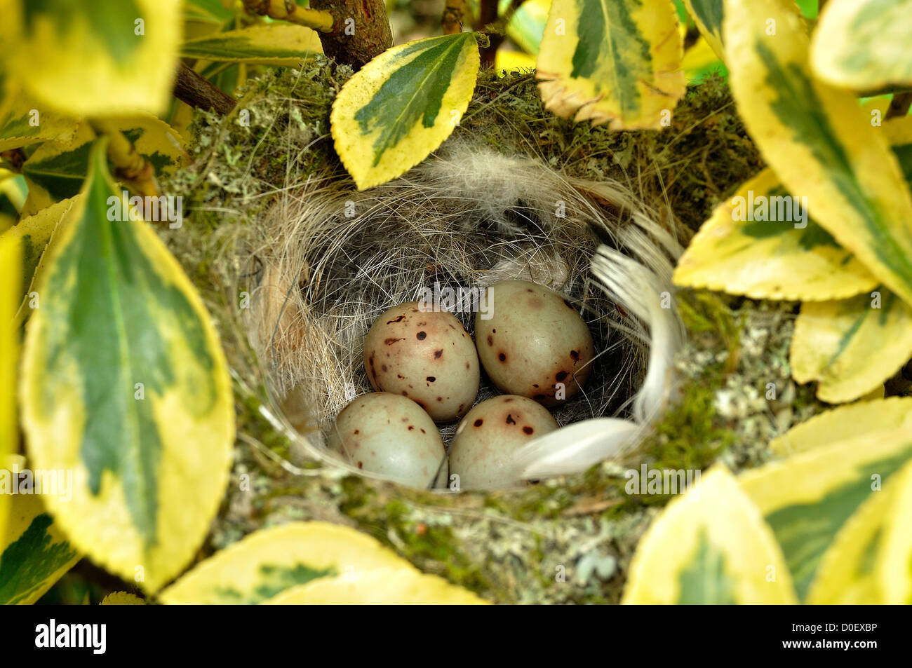 Un piccolo nido con quattro uova (fringuello, Fringilla coelebs), in un arbusto del giardino, in maggio. "Potager de Suzanne', Mayen Foto Stock