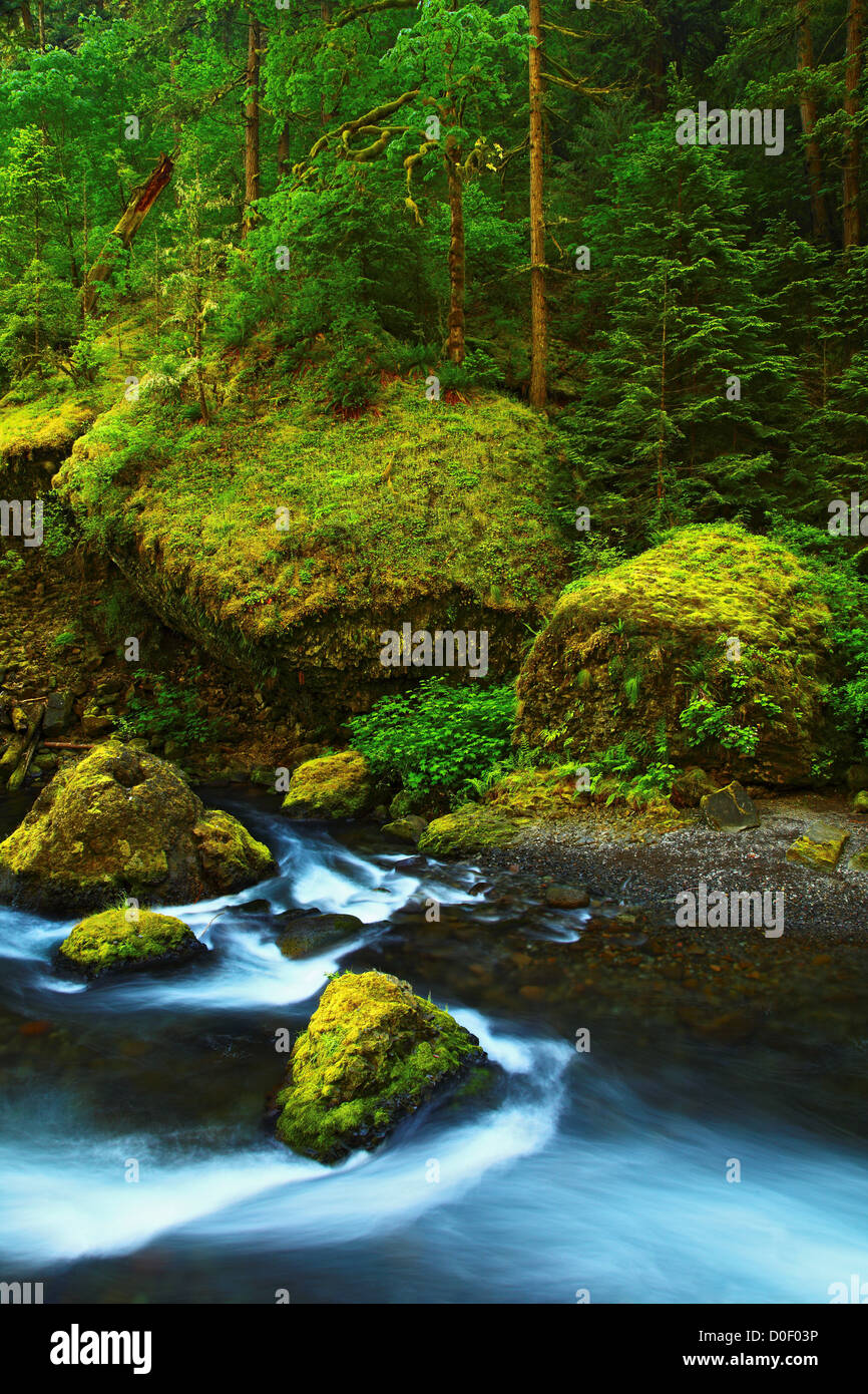 Tanner Creek, che alimenta il Wahclella Falls, in Columbia River Gorge National Scenic Area, Oregon. Foto Stock