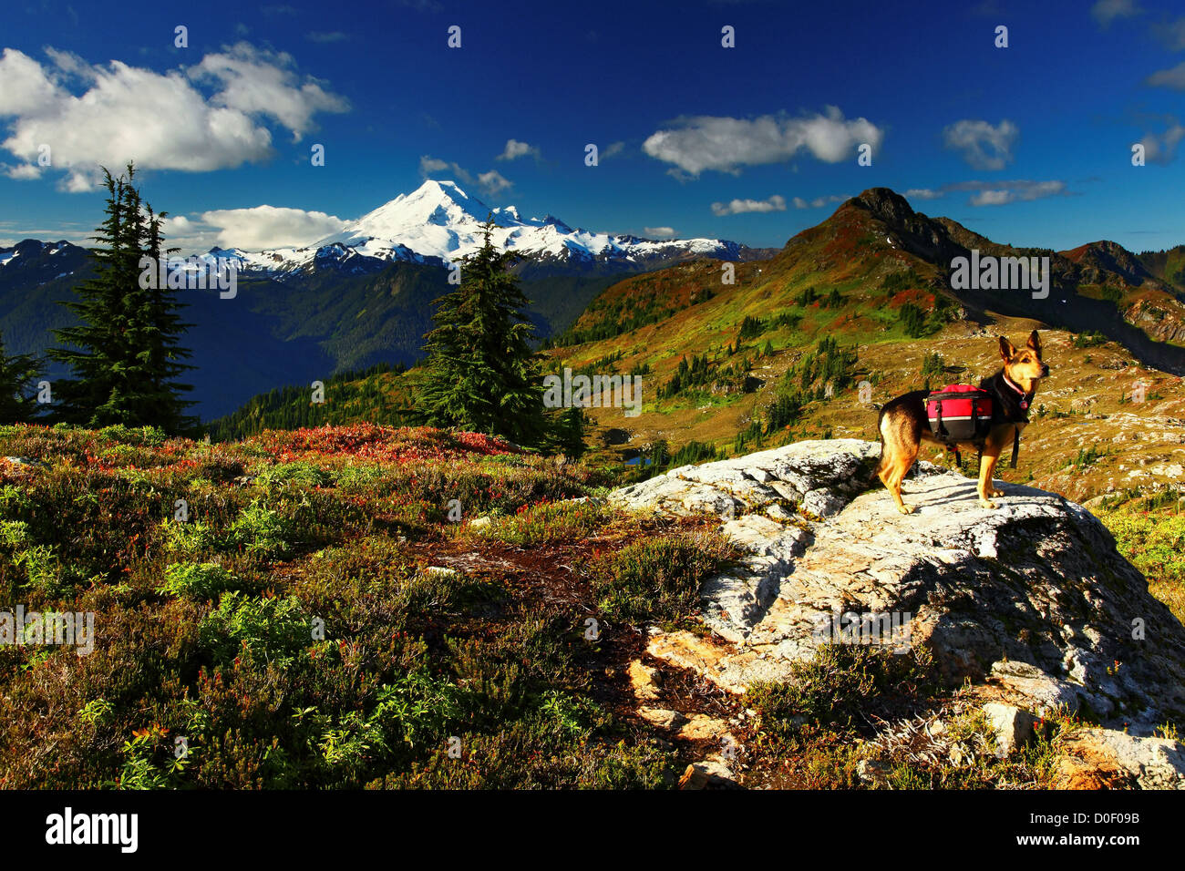 Un escursionista Shyla cane stand su affioramenti di roccia in alta prato su giallo Aster Butte alto cono Mount Baker sullo sfondo il Monte Baker Foto Stock