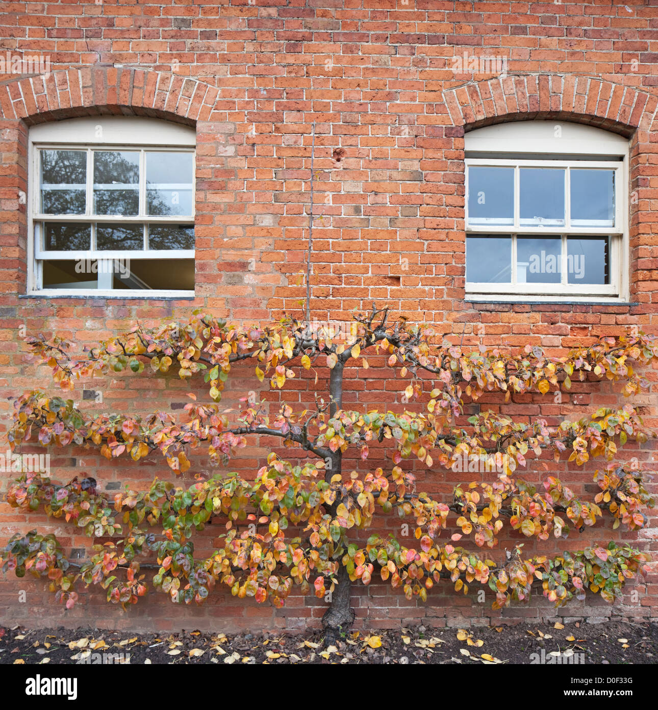Un piano orizzontale di apple spalliera in autunno, England, Regno Unito Foto Stock Un piano orizzontale di apple spalliera in autunno, England, Regno Unito Foto Stock