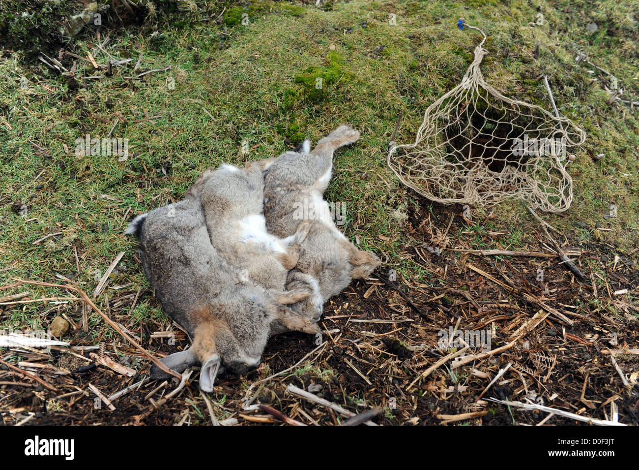 Conigli morti che sono stati catturati dai furetti in un coniglio warren Foto Stock