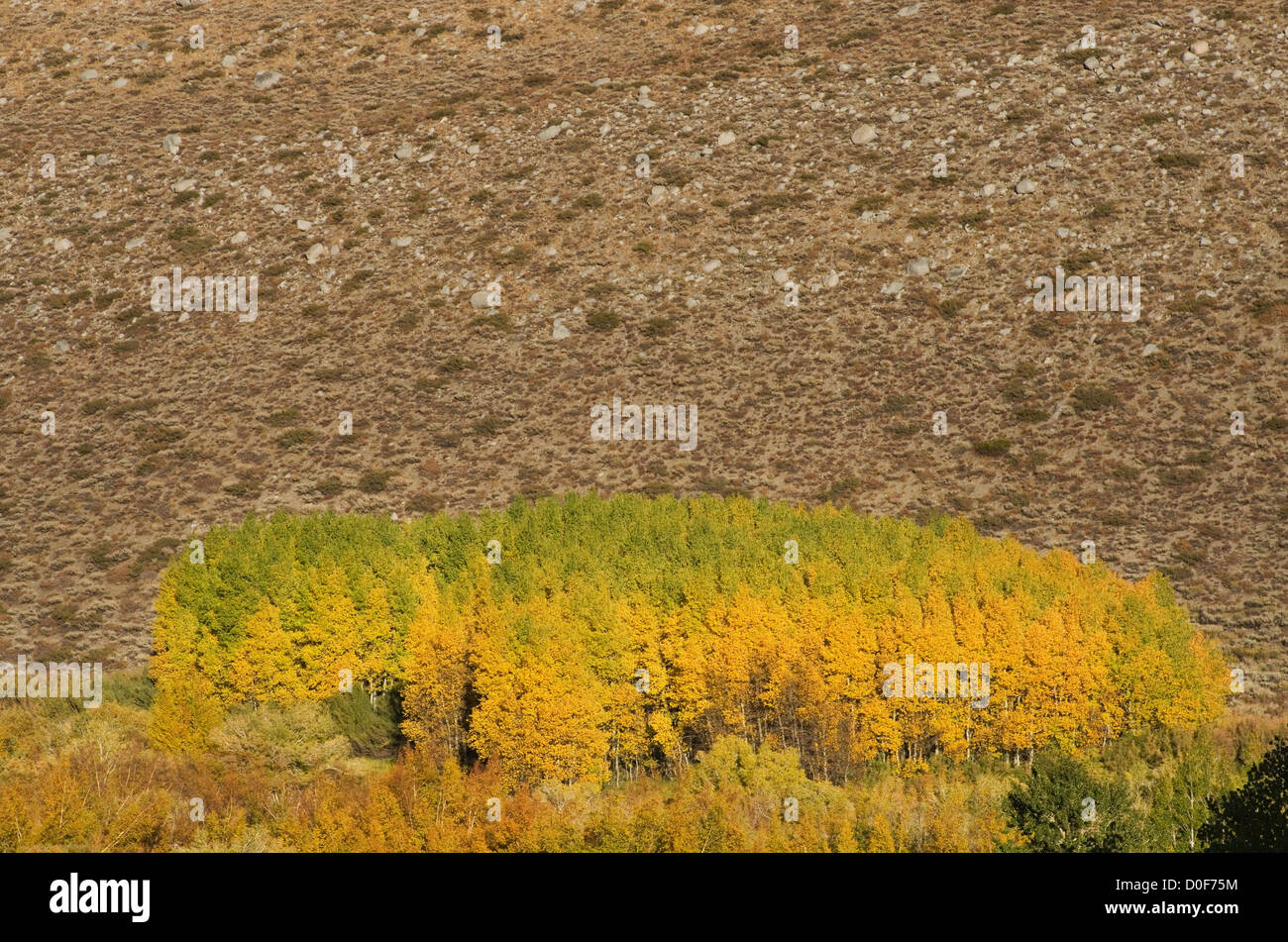 Boschetto di alberi di Aspen in autunno virava al giallo Foto Stock