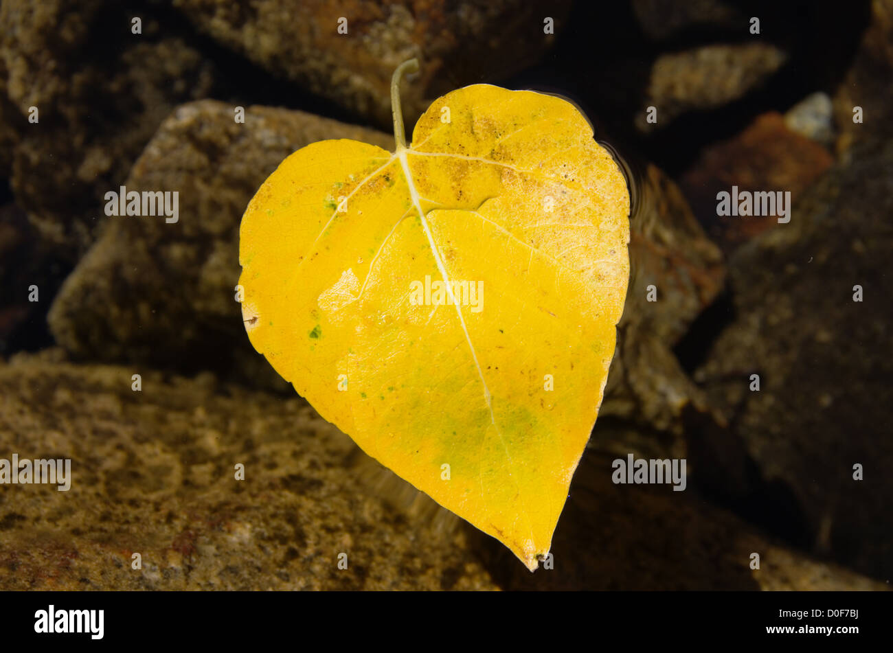 A forma di cuore giallo foglia caduta da un albero di pioppi neri americani galleggianti in un lago Foto Stock