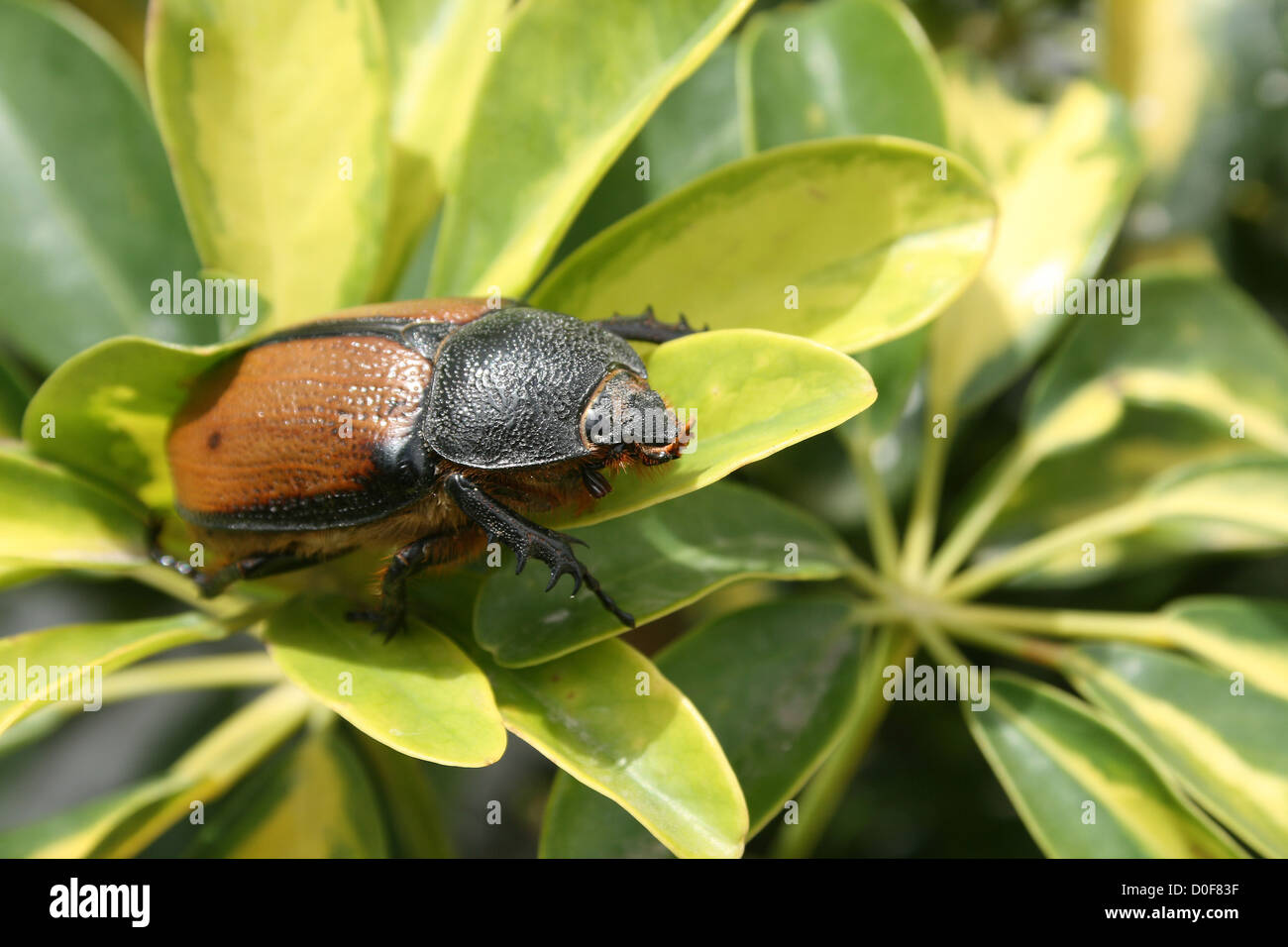 Un marrone e nero femmina scarabeo rinoceronte sulla foglia di una pianta in Cotacachi, Ecuador Foto Stock