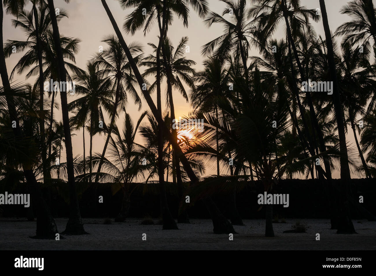 Stagliano alberi di palma contro un tramonto Hawaiano a Pu'uhonua O Honaunau National Historical Park sulla Big Island Foto Stock