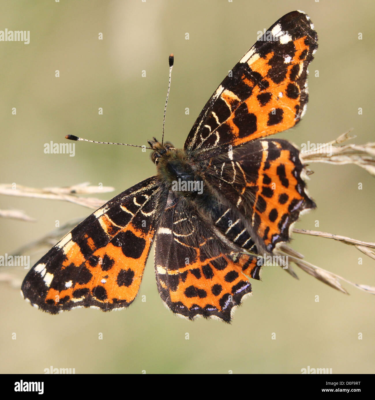 In prossimità di una prima generazione di Mappa Butterfly (Araschnia levana) in posa sui diversi fiori e sul terreno - 45 immagini in serie Foto Stock