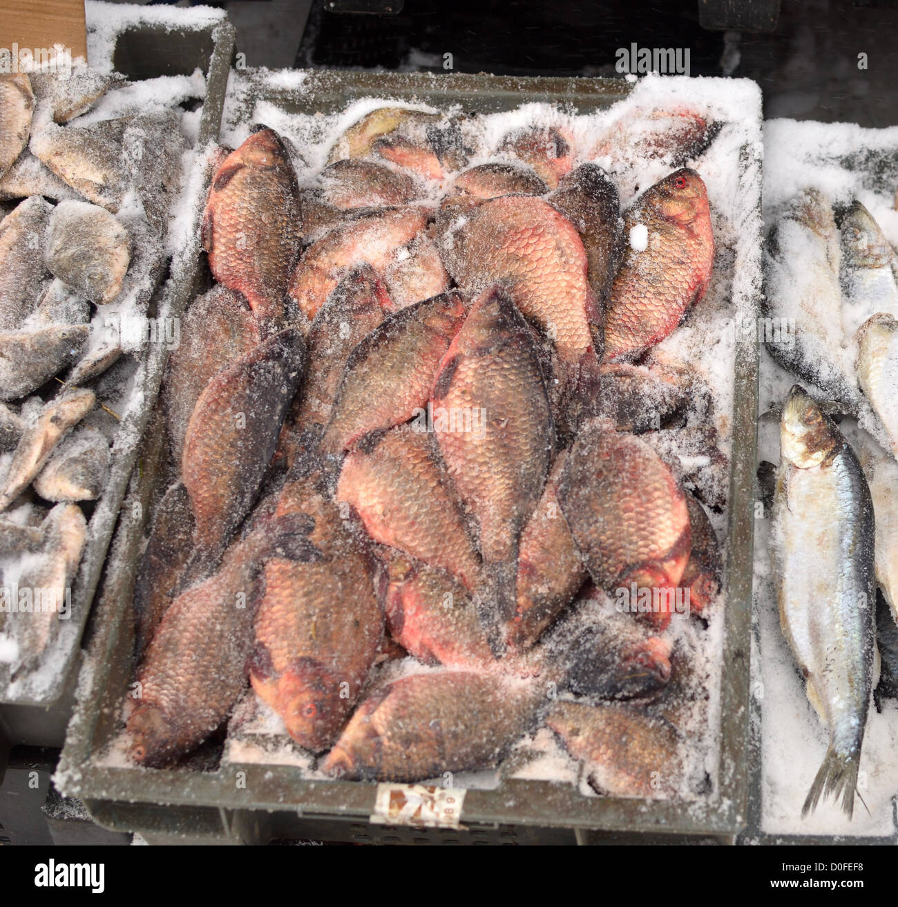 Il pesce congelato in un mercato invernale Foto Stock