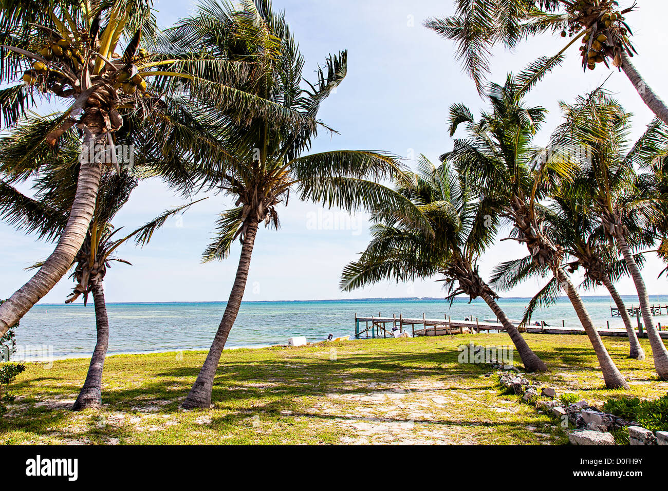 Palme da cocco linea costa sul Green Turtle Cay, Bahamas. Foto Stock
