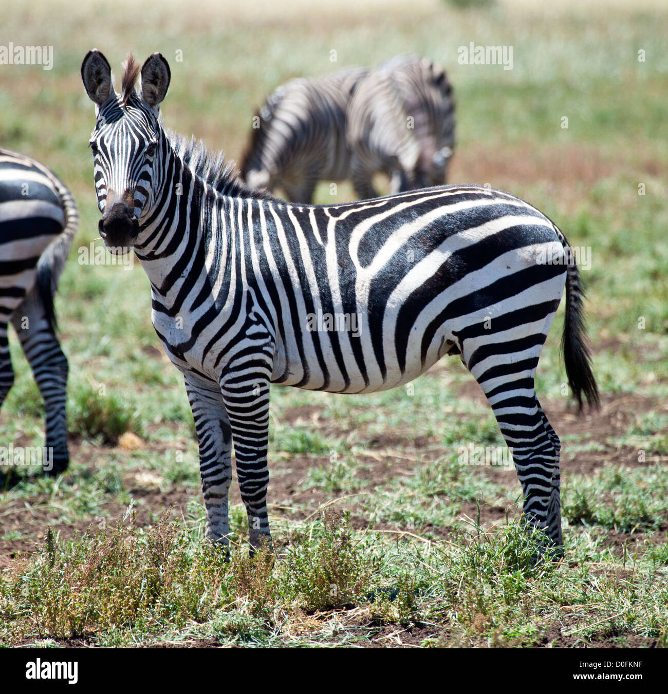 Una zebra guarda direttamente nella lente. Parco Nazionale del Serengeti, Tanzania Foto Stock