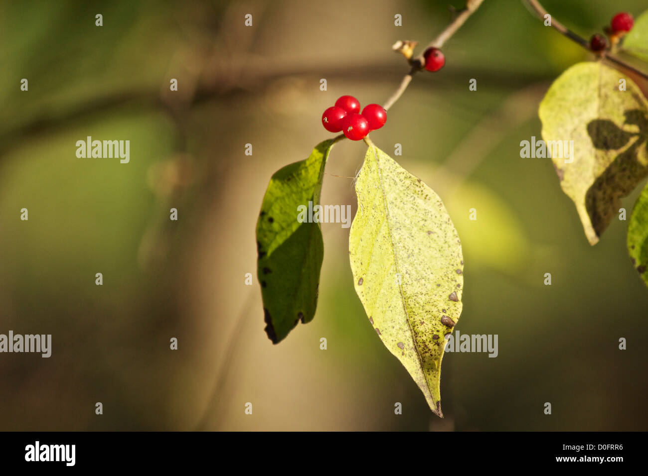 Caprifoglio Amur, Salt Creek Nature Preserve Cook County Illinois. Una specie invasive nativa per l'Asia Foto Stock