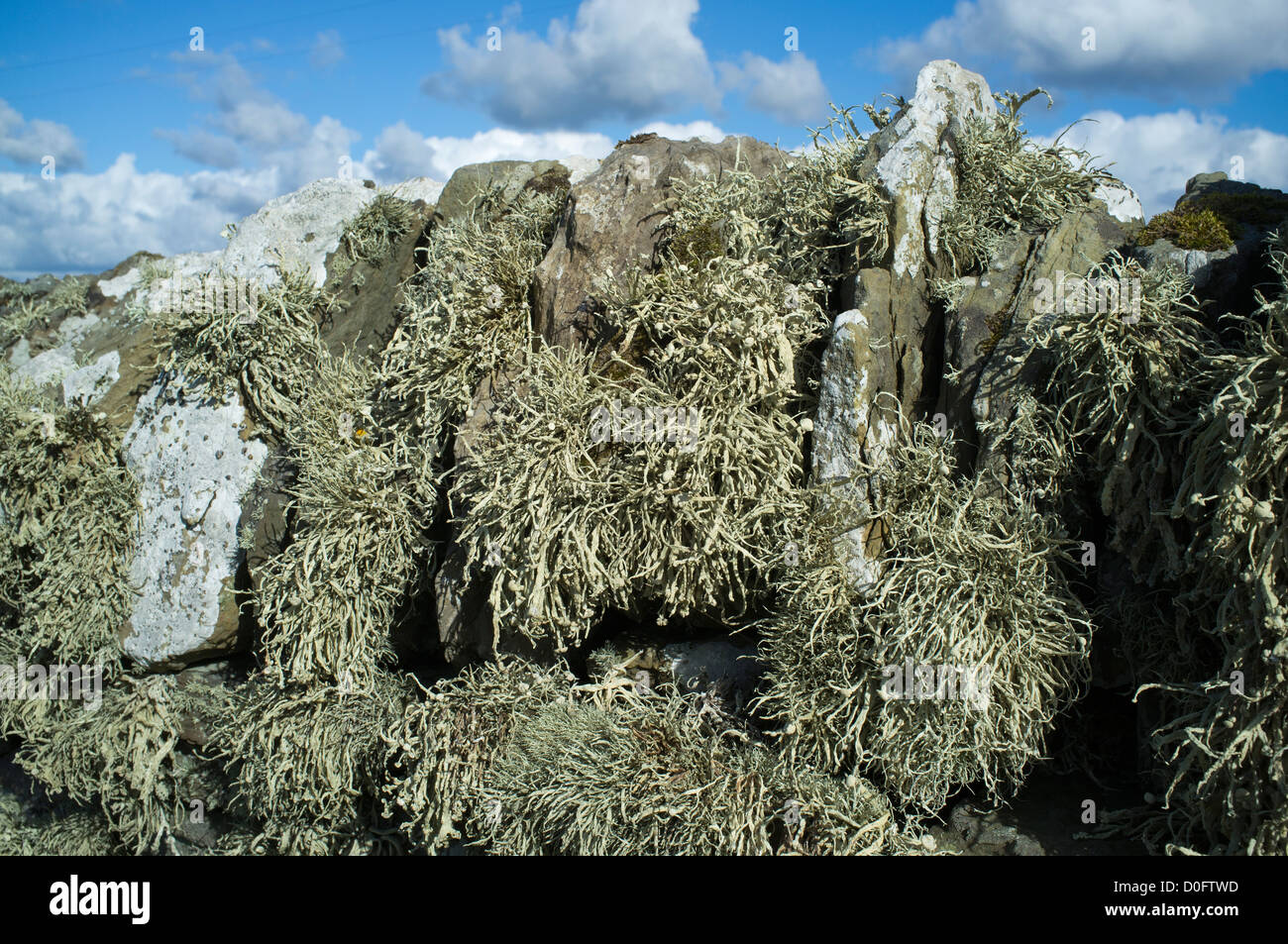 Dh Ramalina siliquosa LICHEN UK Lichen mare avorio sul muro di pietra scozia fungo alga frondosa Foto Stock