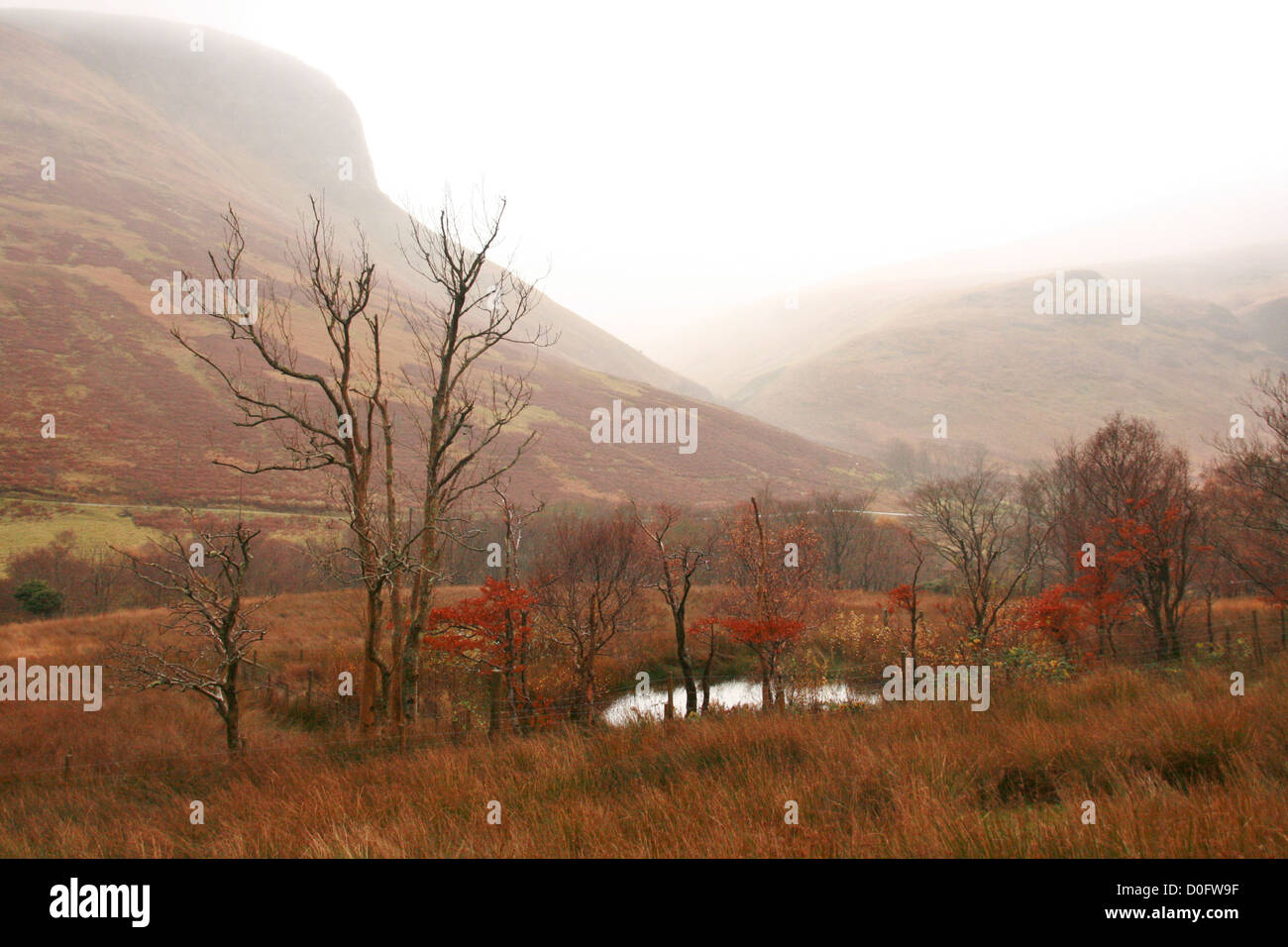 Autunno brughiera vicino Lochranza, Isle of Arran, Scozia Foto Stock