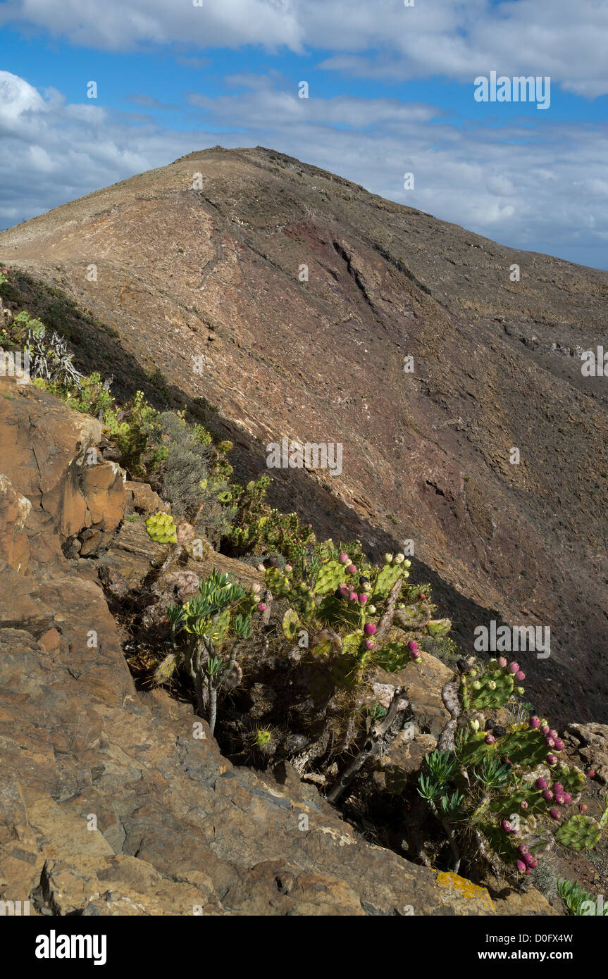 Dh FEMES LANZAROTE pendii montani catci arbusti hilltop Foto Stock