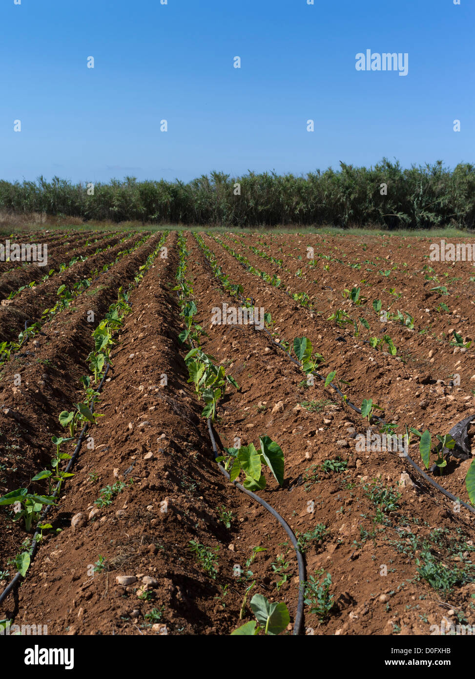 dh campi ciprioti grecia isola DI ALLEVAMENTO CIPRO DEL SUD in file di ortaggi Foto Stock