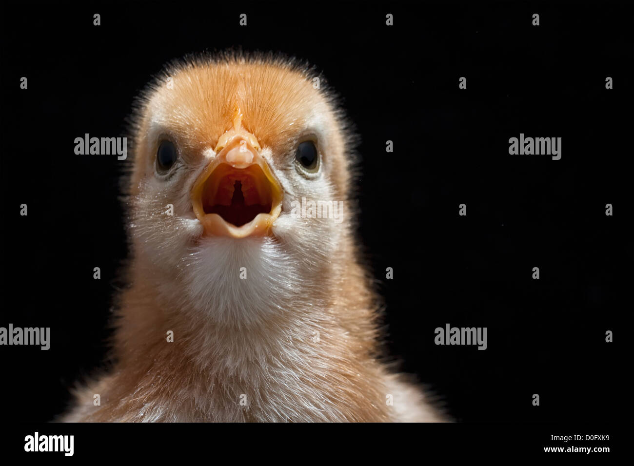 Baby chics, o polli Foto Stock