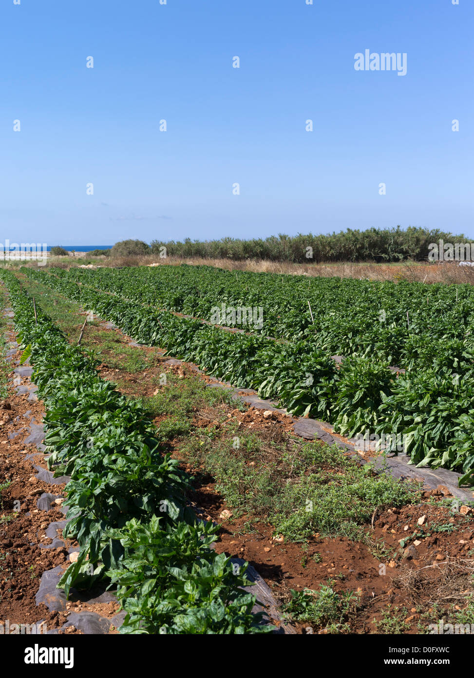 dh campi ciprioti AGRICOLTURA CIPRO DEL SUD ha allevato verdure di peperone nella pianta di Capsicum annuum Foto Stock