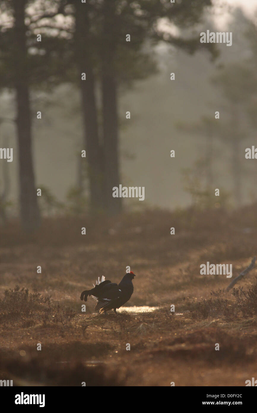 Gallo forcello lekking sulla palude norvegese Foto Stock