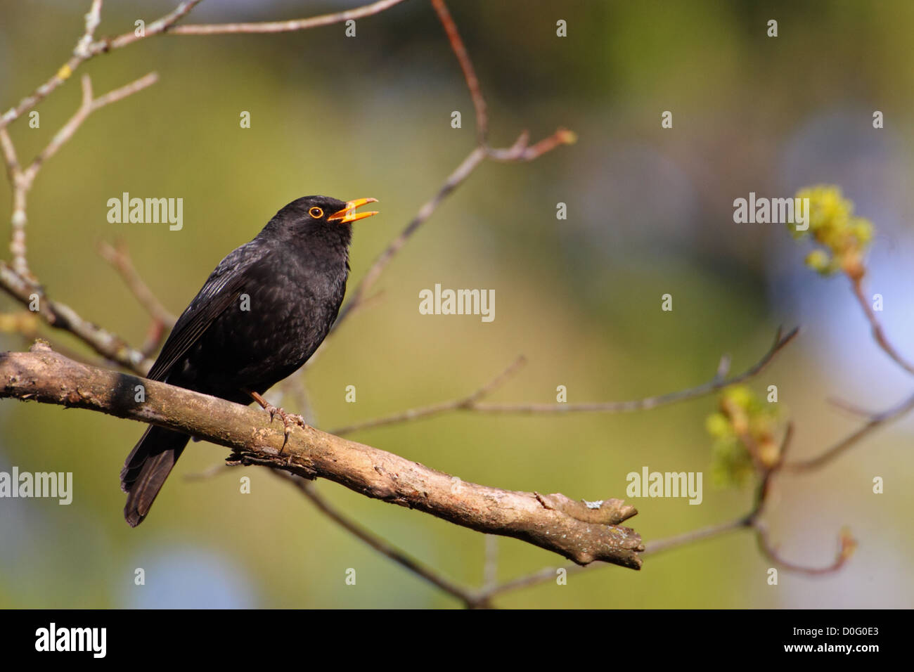 Merlo maschio (Turdus merula) cantano in primavera. Europa Foto Stock