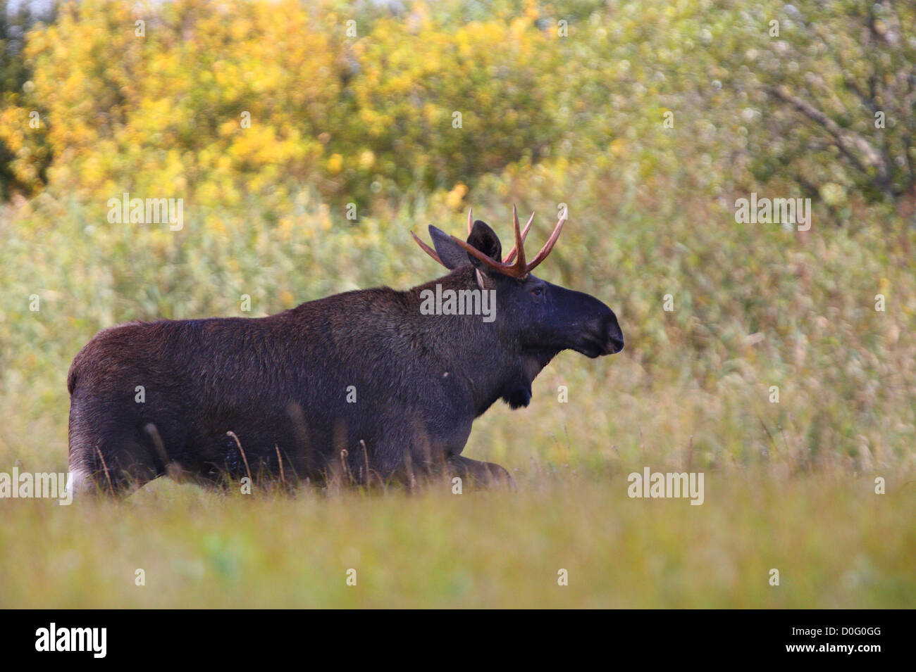 Bull Elk (Alces alces) nella mattina presto. Europa Foto Stock