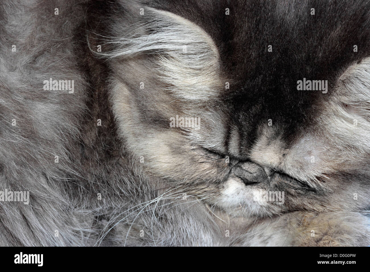 Grigio a pelo gattino Persiano Foto Stock