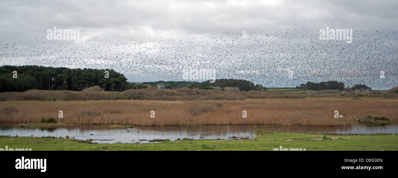 Lo Sturnus vulgaris, Starling murmuration oltre Marazion marsh prima dello sbarco in lamelle per posatoio per la notte Foto Stock