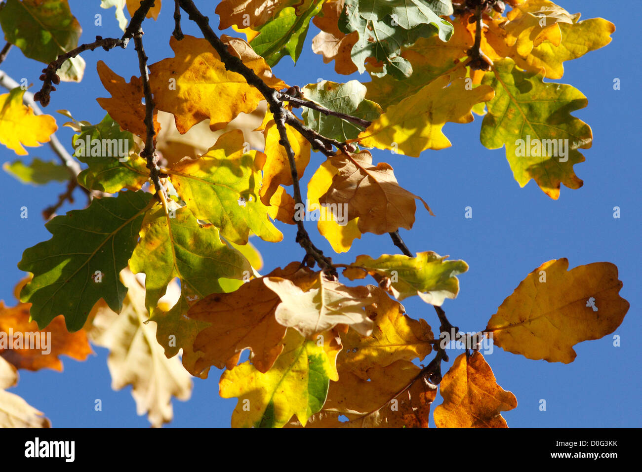 Foglie di quercia girando in autunno Foto Stock