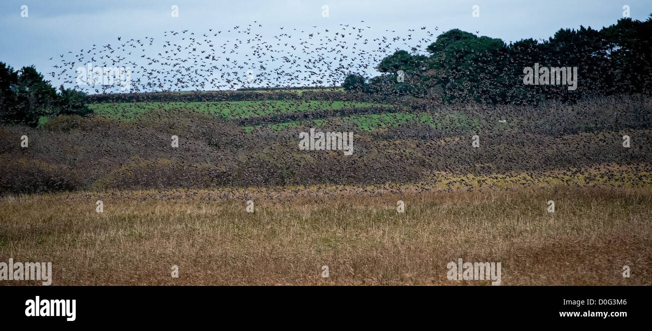 Lo Sturnus vulgaris,storni provenienti a roost su Marazion Marsh Foto Stock