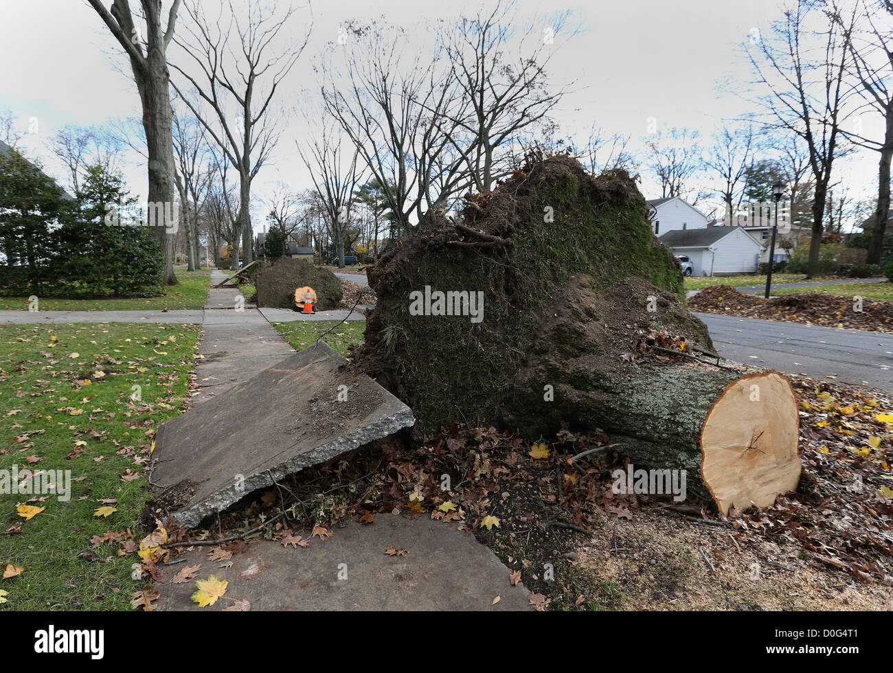 Alberi lungo i numeri civici 49 e 51 Locust Street a Garden City NY attendono cleanup dopo caduta da venti di tempesta tropicale Foto Stock