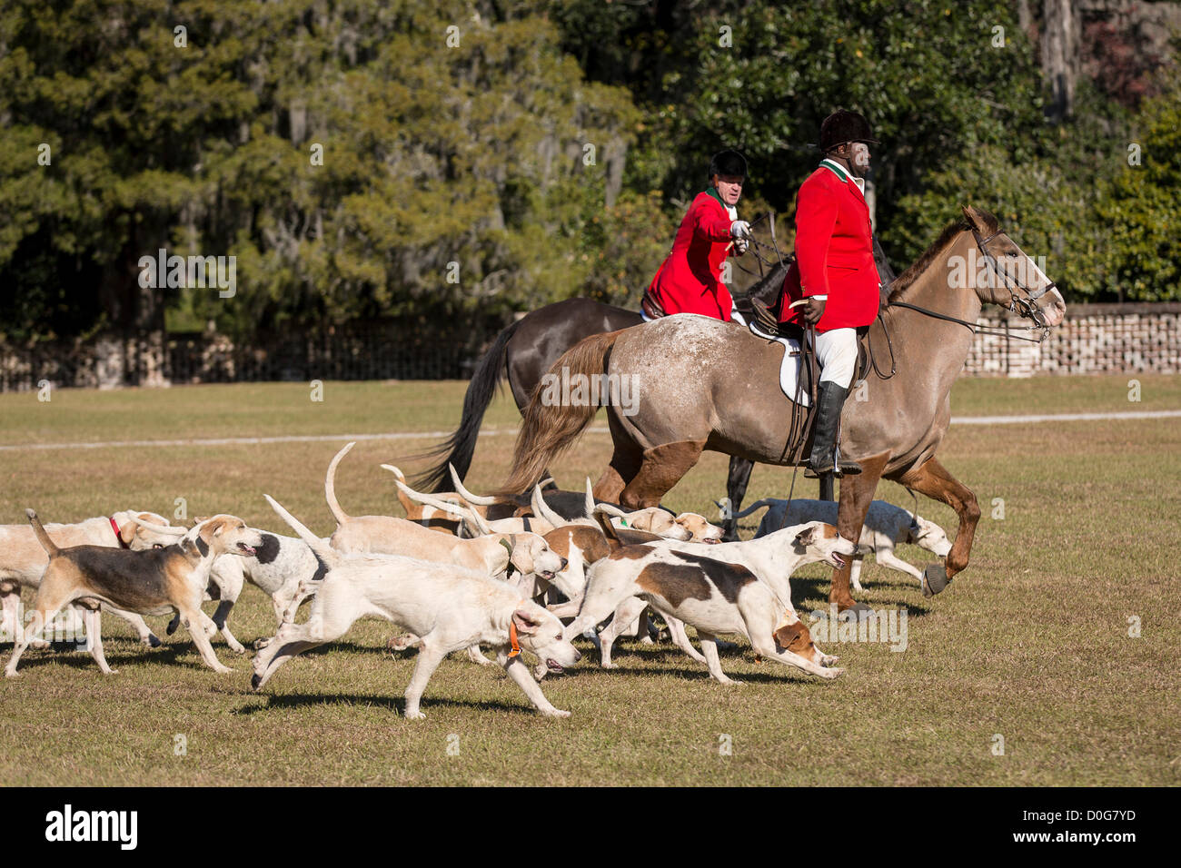 Cacciatori di Fox raccogliere a Middleton Plantation per la benedizione annuale dei segugi inizio l inizio della stagione il 25 novembre 2012 a Charleston, Carolina del Sud. La caccia alla volpe in Carolina del Sud è una drag hunt che non uccidono live volpi. Foto Stock