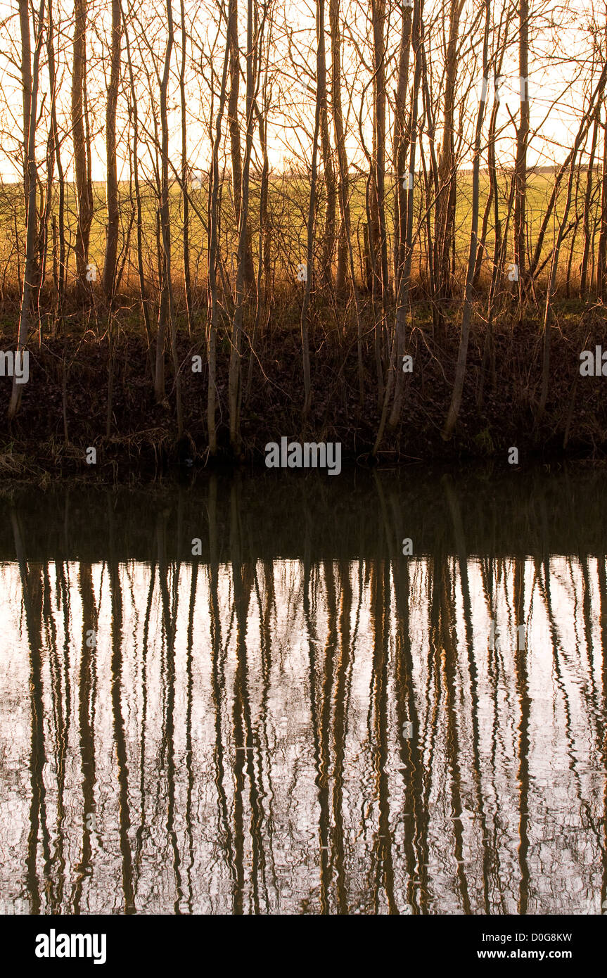 Tronchi di alberi riflessa in un fiume calmo su un soleggiato mattino luminoso Foto Stock