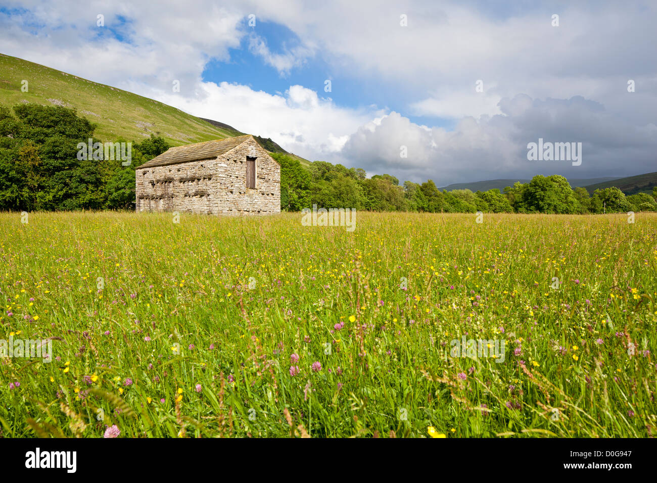 Prato di fieno e fieldbarn a Muker, Swaledale nel Yorkshire Dales National Park, Regno Unito Foto Stock