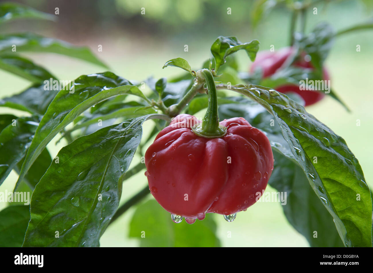 Molto fiery Scotch Bonnet peperoncino "Capsicum Chinensis' ancora in fase di crescita e di maturazione sulla pianta. Essi si trovano principalmente nelle isole dei Caraibi. Foto Stock