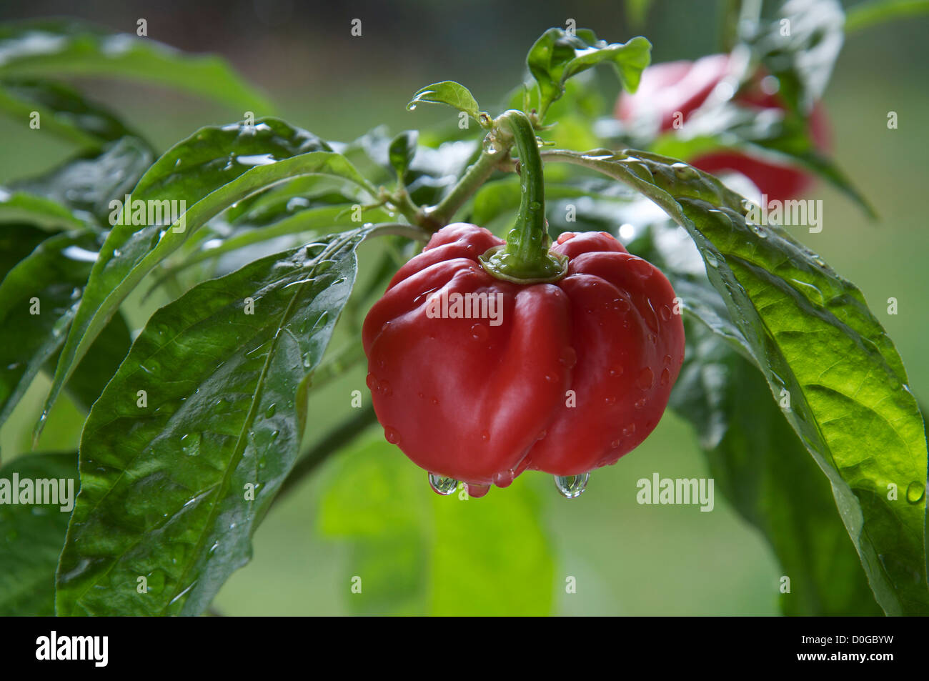 Molto fiery Scotch Bonnet peperoncino "Capsicum Chinensis' ancora in fase di crescita e di maturazione sulla pianta. Essi si trovano principalmente nelle isole dei Caraibi. Foto Stock