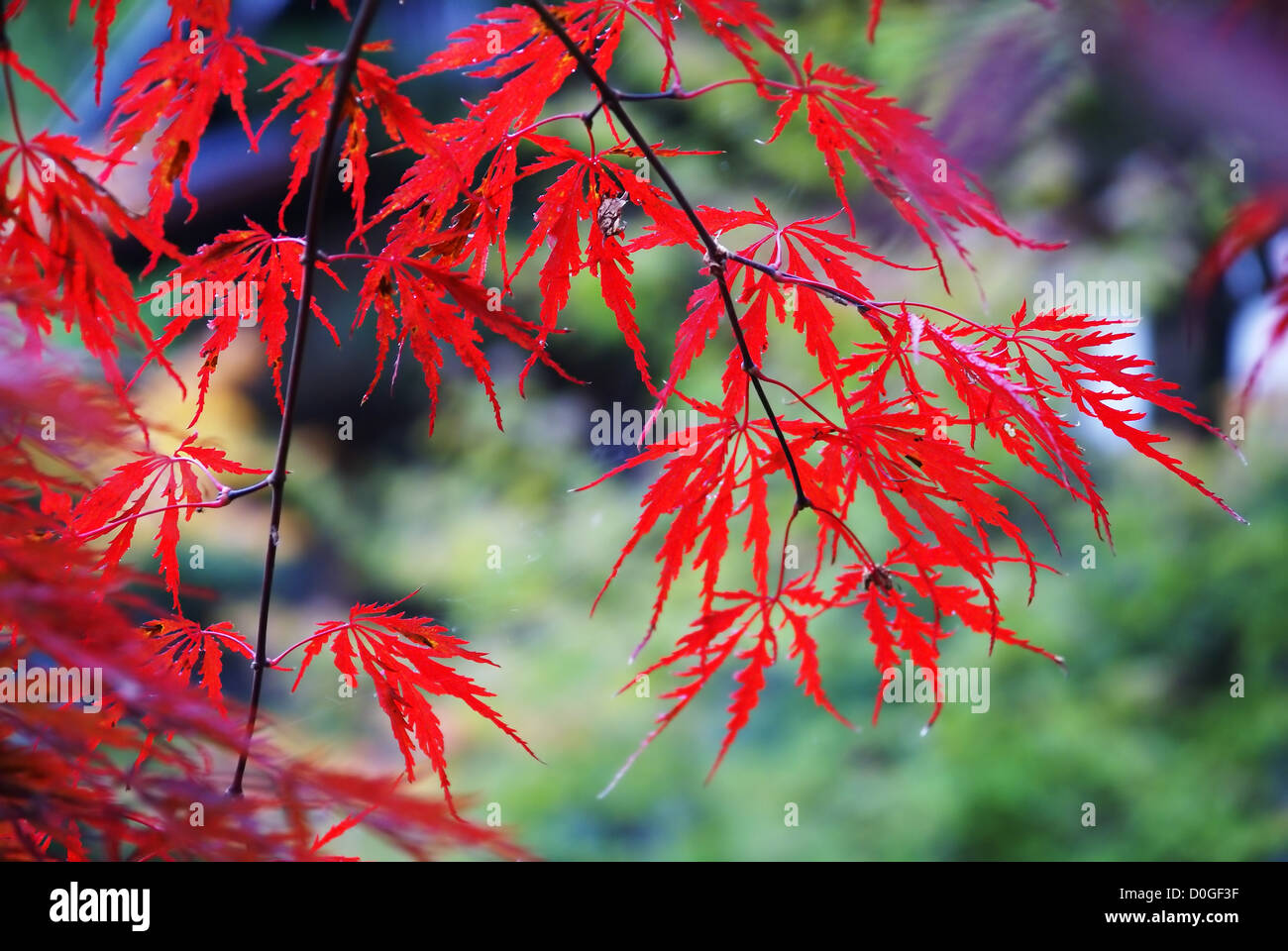 Il monte Koya Koya (SAN), Giappone Foto Stock