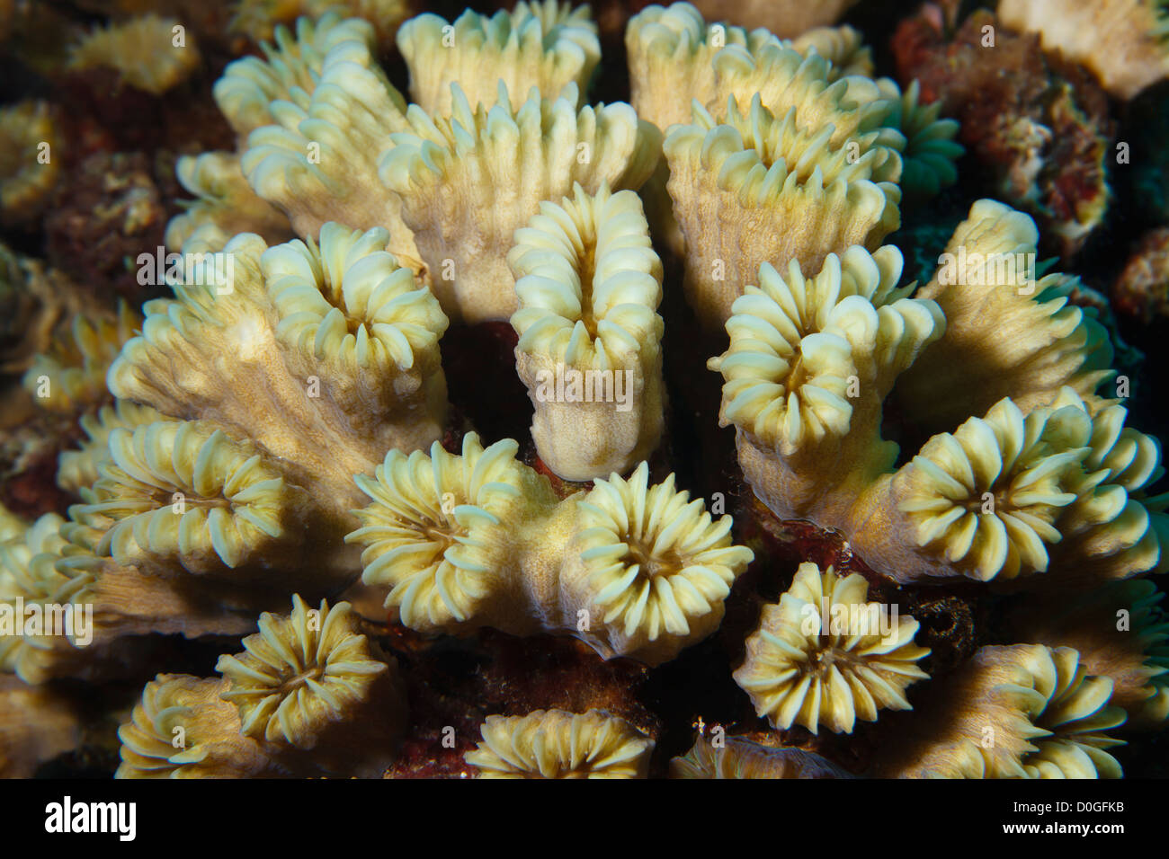 Corallo liscio fiore (eusmilia fartigiata) nel Mar dei Caraibi intorno a Bonaire, Antille olandesi. Foto V.D. Foto Stock