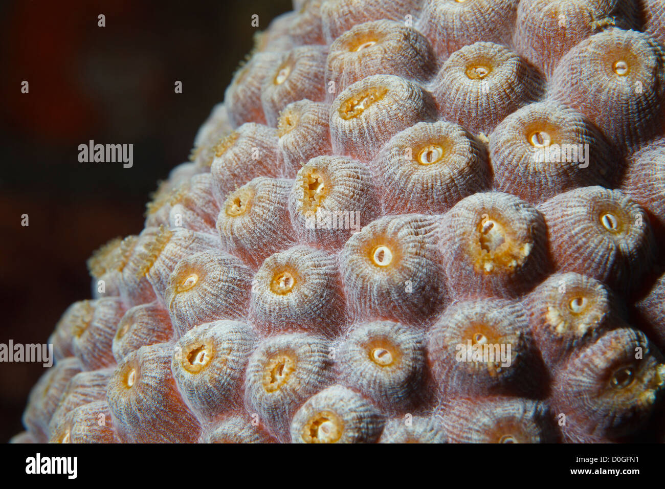 Stella corallina nel Mar dei Caraibi intorno a Bonaire, Antille olandesi. Foto V.D. Foto Stock