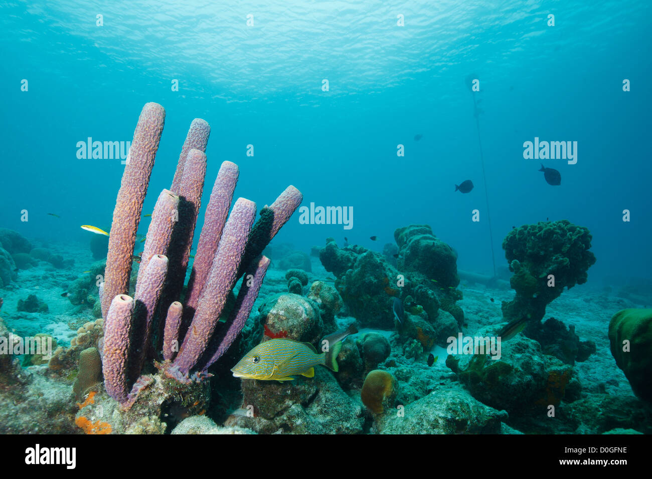Barriera corallina con spugna nel Mar dei Caraibi intorno a Bonaire, Antille olandesi. Foto V.D. Foto Stock
