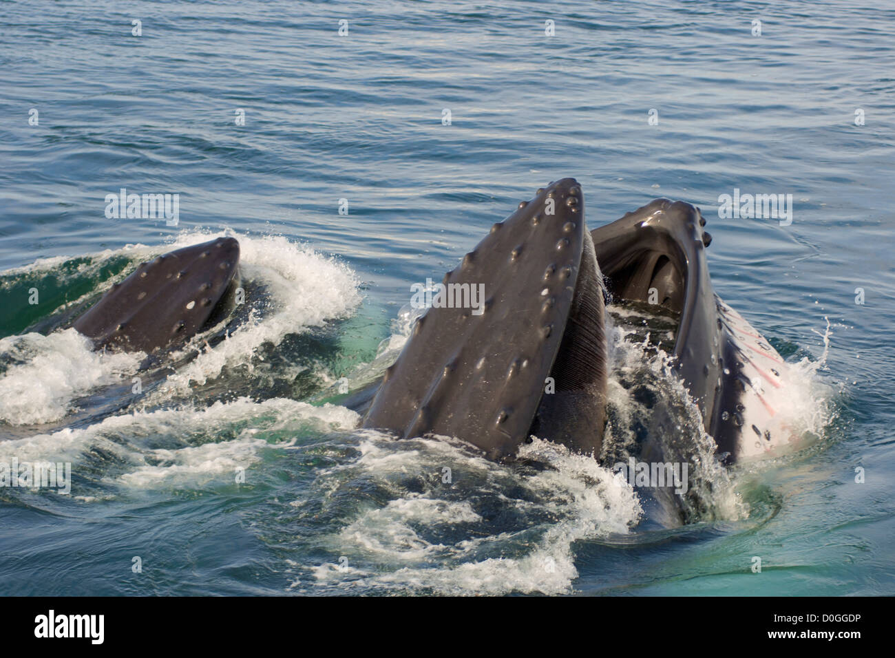 Coppia di Balene Humpback alimentare Foto Stock